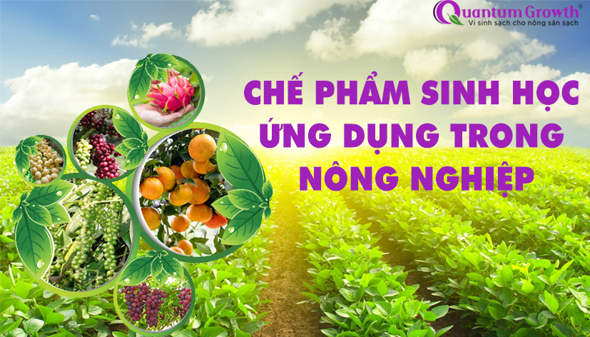 Chế phẩm sinh học là gì - DMC Biotech